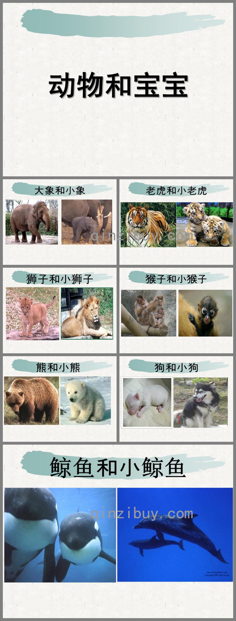 小班語言動物寶寶和媽媽PPT課件