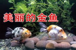 小班科學活動美麗的金魚PPT課件