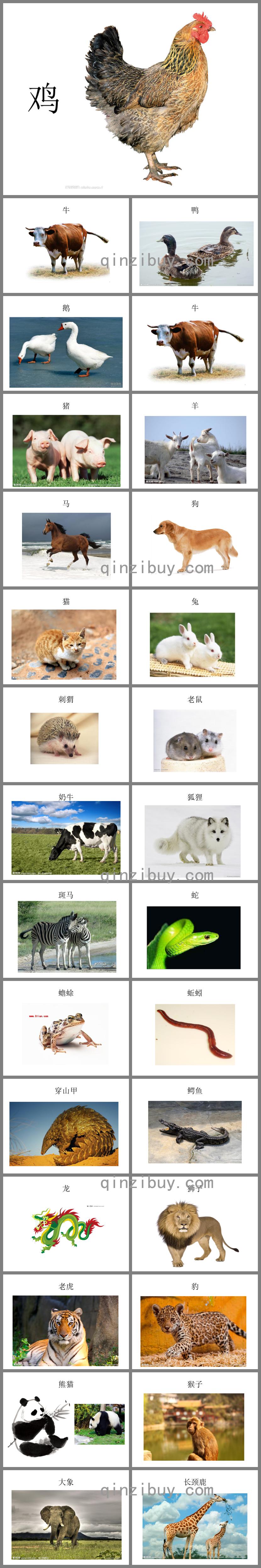 幼兒識字卡片配圖：動物類蒙氏樂園PPT課件