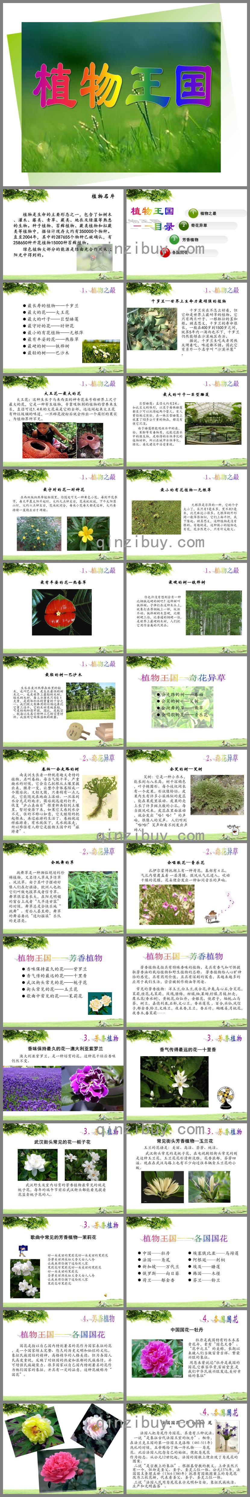 植物王國PPT課件