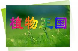 植物王國PPT課件