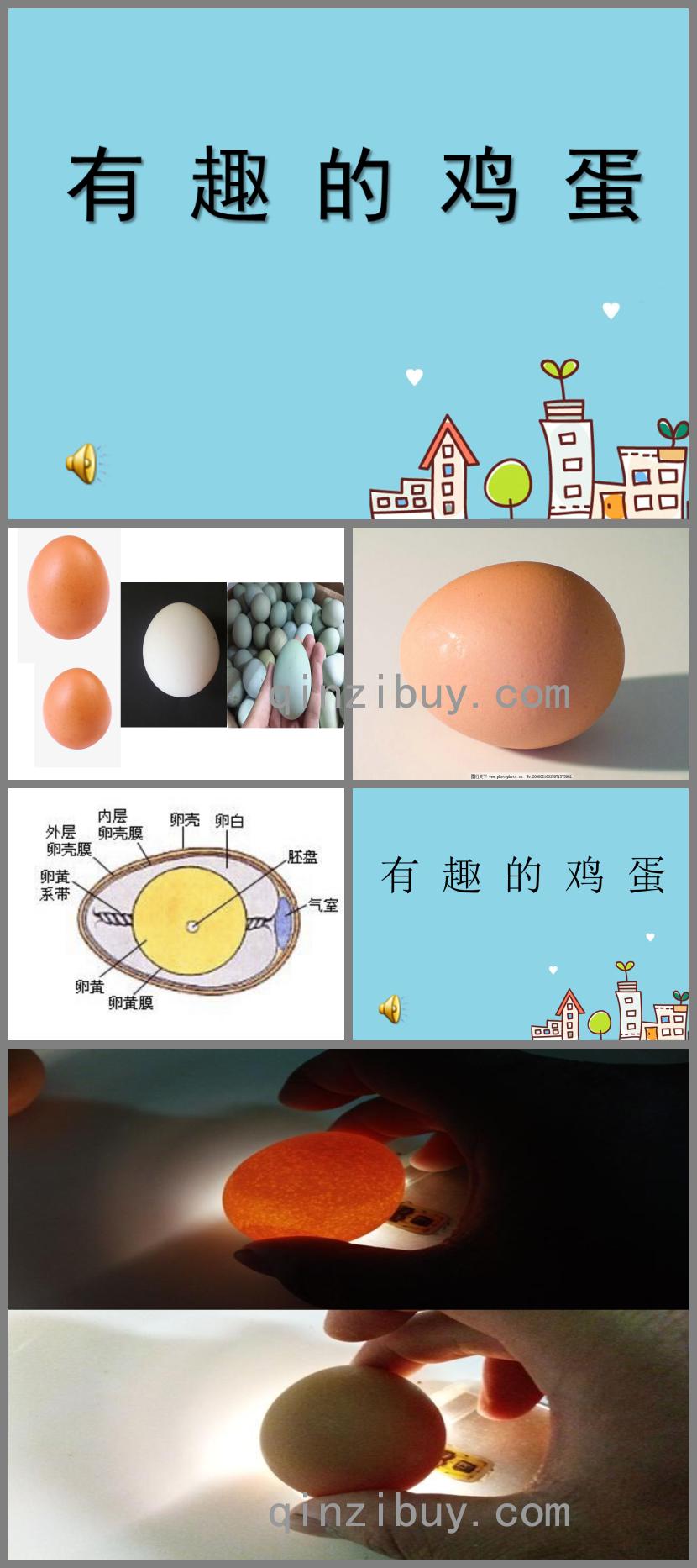 中班科學(xué)有趣的雞蛋PPT課件音樂