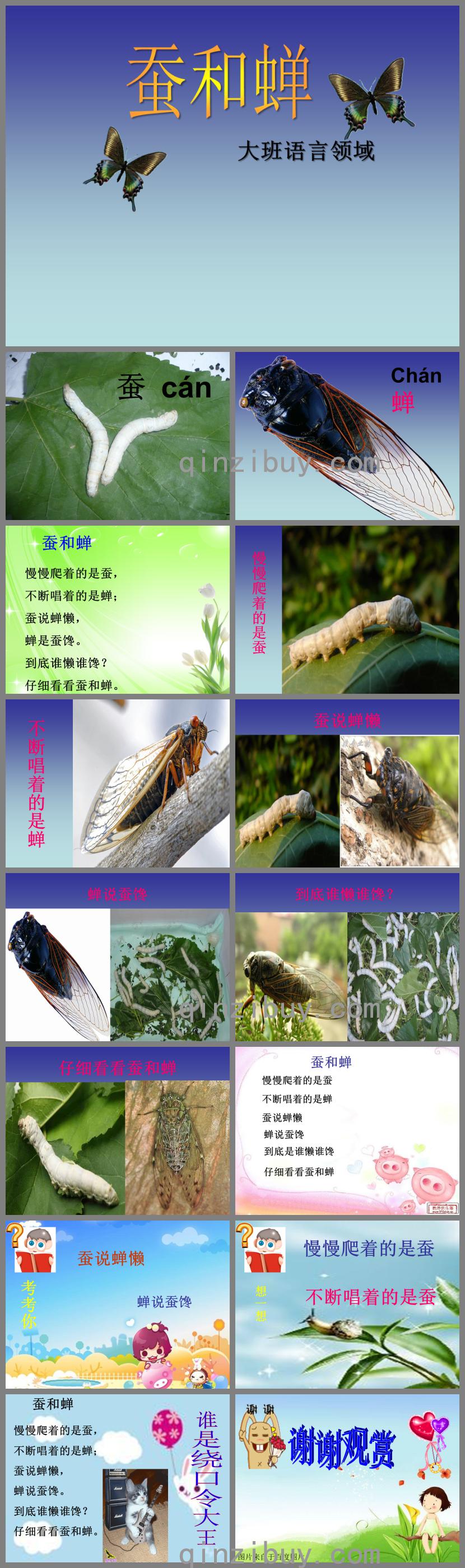 大班語言活動蠶和蟬PPT課件