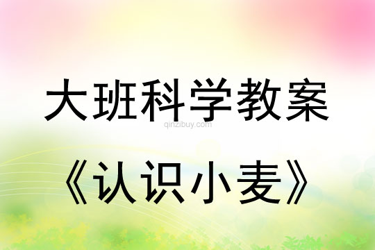 幼兒園大班科學(xué):認(rèn)識(shí)小麥大班科學(xué):認(rèn)識(shí)小麥