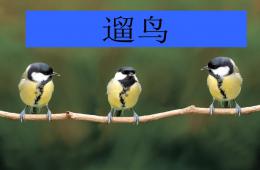 小班社會遛鳥PPT課件