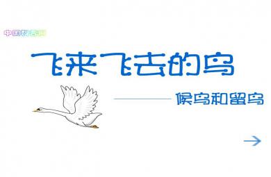 幼兒科普飛來飛去的鳥 候鳥和留鳥FLASH課件動畫