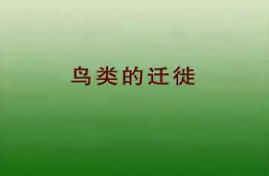 幼兒科學教育鳥類的遷徙FLASH課件動畫