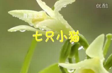幼兒舞蹈七只小貓FLASH課件動畫