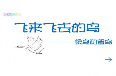 幼兒園科學飛來飛去的鳥FLASH課件動畫
