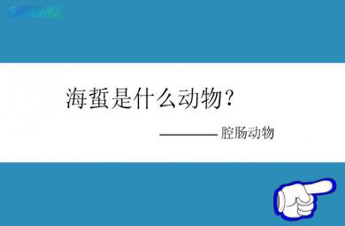 幼兒園科學海蜇是什么動物FLASH課件動畫