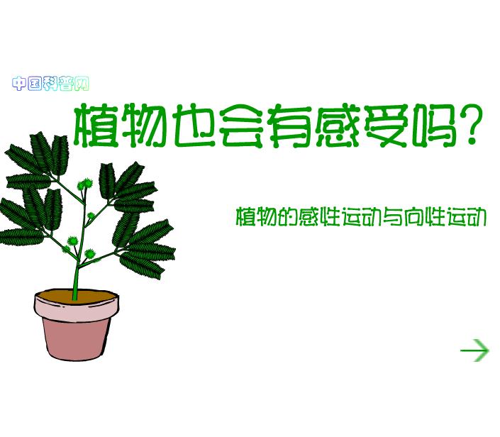幼兒園科學植物也有感覺嗎FLASH課件動畫