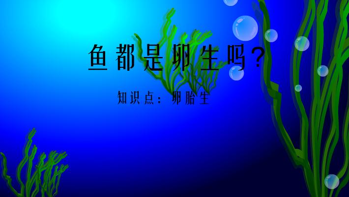 幼兒園科學魚是卵生的嗎FLASH課件動畫