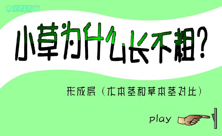 幼兒園科學(xué)小草為什么長(zhǎng)不粗？FLASH課件動(dòng)畫(huà)