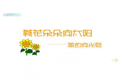 幼兒園科學(xué)植物的向光性 葵花朵朵向太陽FLASH課件動(dòng)畫