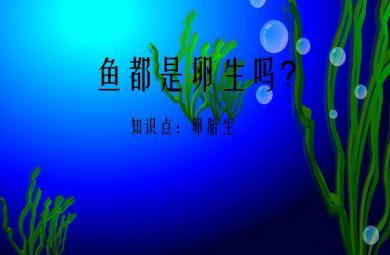 幼兒園科學魚是卵生的嗎FLASH課件動畫