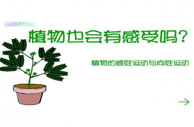 幼兒園科學植物也有感覺嗎FLASH課件動畫