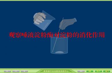 幼兒園唾液淀粉酶的消化作用實(shí)驗(yàn)FLASH課件動(dòng)畫