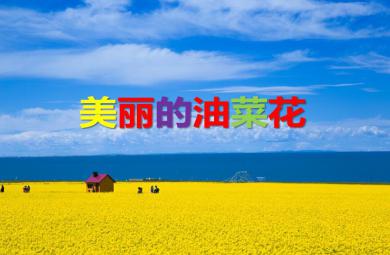 大班美術美麗的油菜花PPT課件