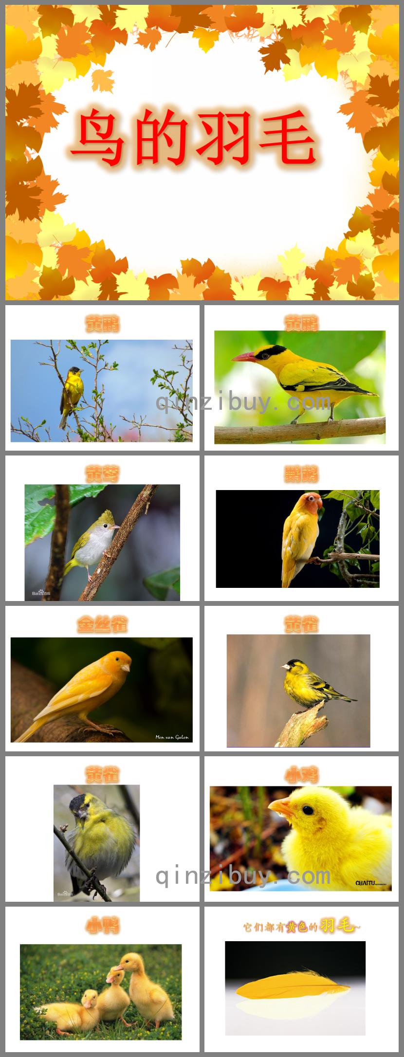 小班美術(shù)鳥的羽毛PPT課件