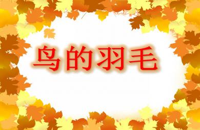 小班美術鳥的羽毛PPT課件