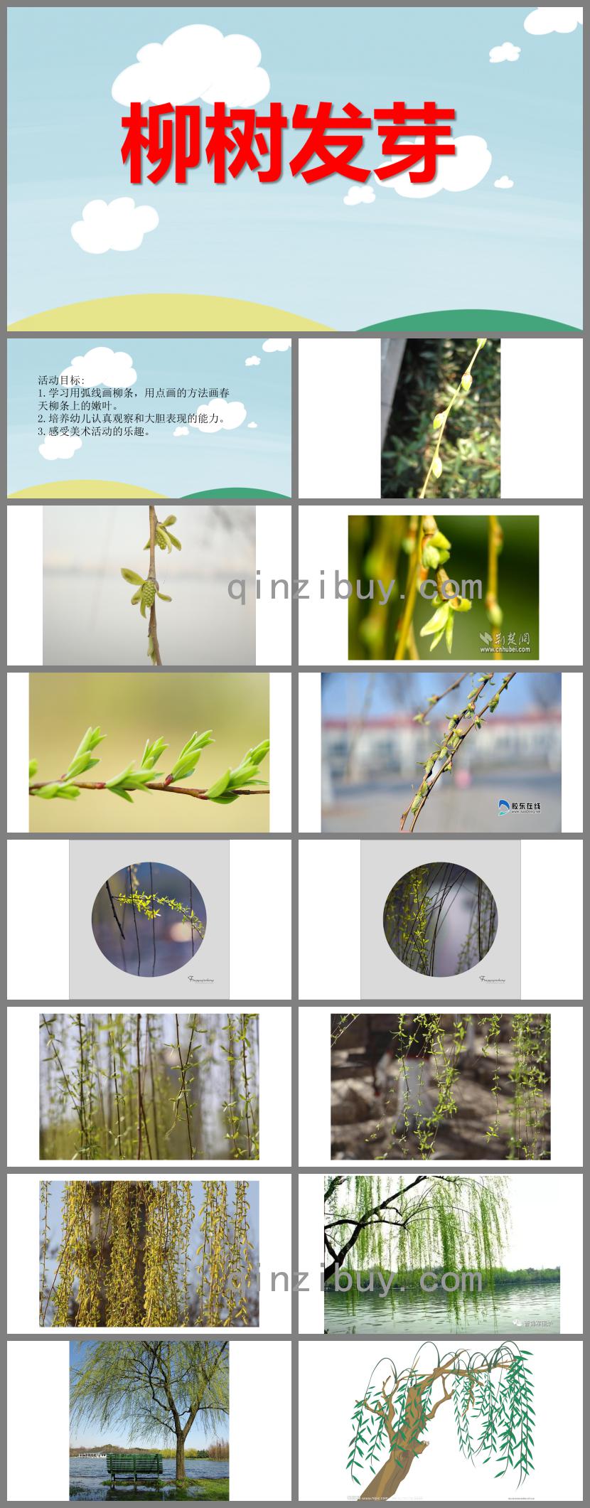 中班美術繪畫活動柳樹發芽PPT課件