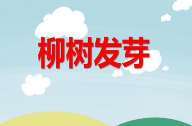 中班美術繪畫活動柳樹發芽PPT課件