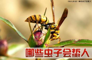 中班安全活動哪些蟲子會蜇人PPT課件