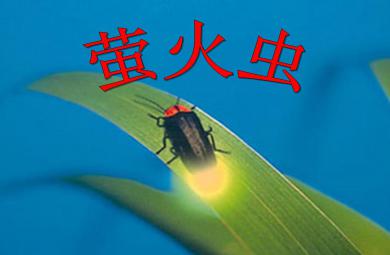 小班手指游戲螢火蟲(chóng)PPT課件