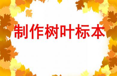 中班科學制作樹葉標本PPT課件