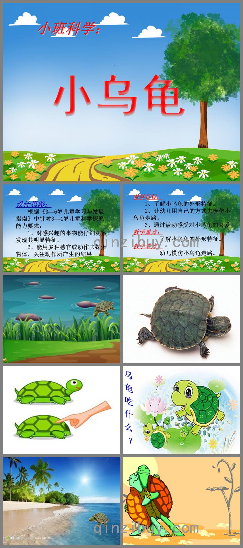 小班科學(xué)小烏龜PPT課件