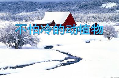 小班科學(xué)活動(dòng)不怕冷的動(dòng)植物PPT課件