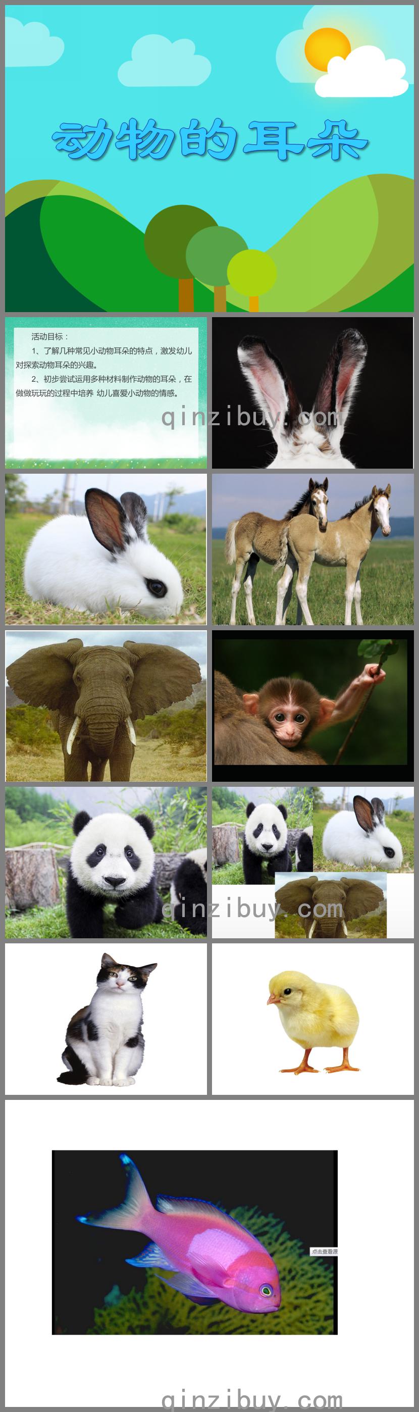 小班科學活動動物的耳朵PPT課件
