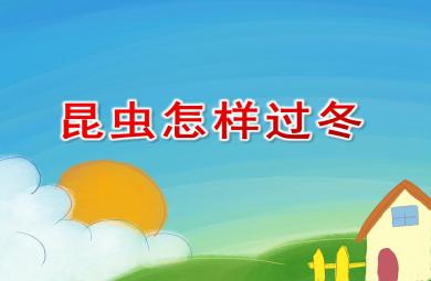 大班科學活動昆蟲怎樣過冬PPT課件