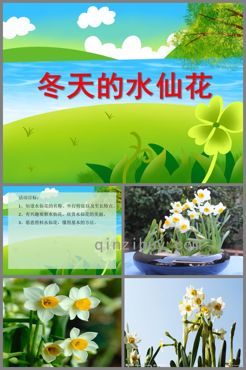 中班科學(xué)活動冬天的水仙花PPT課件