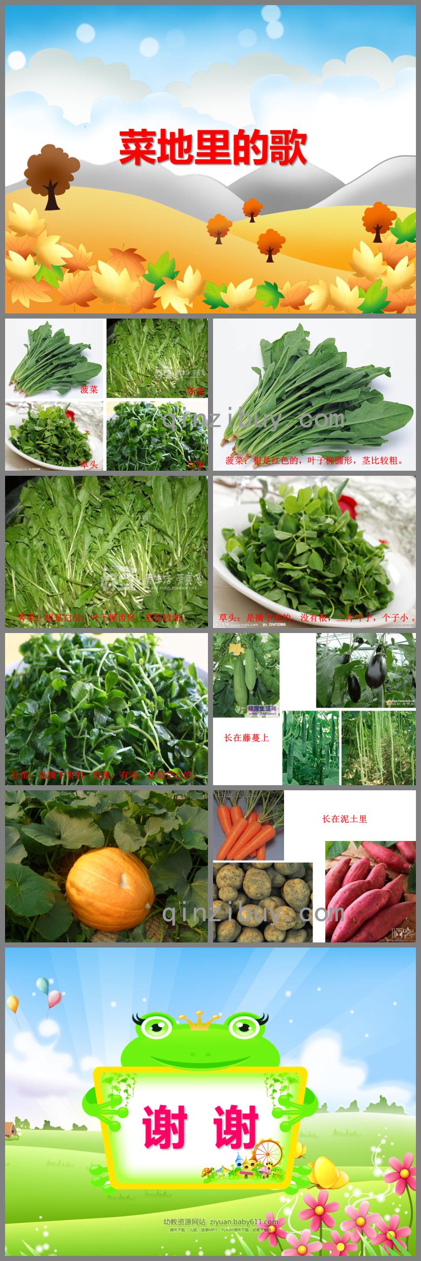 大班科常菜地里的歌PPT課件