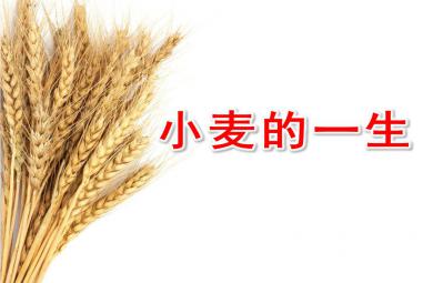 中班社會小麥的一生PPT課件