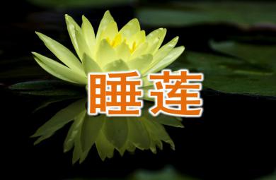 中班美術(shù)水粉畫睡蓮PPT課件
