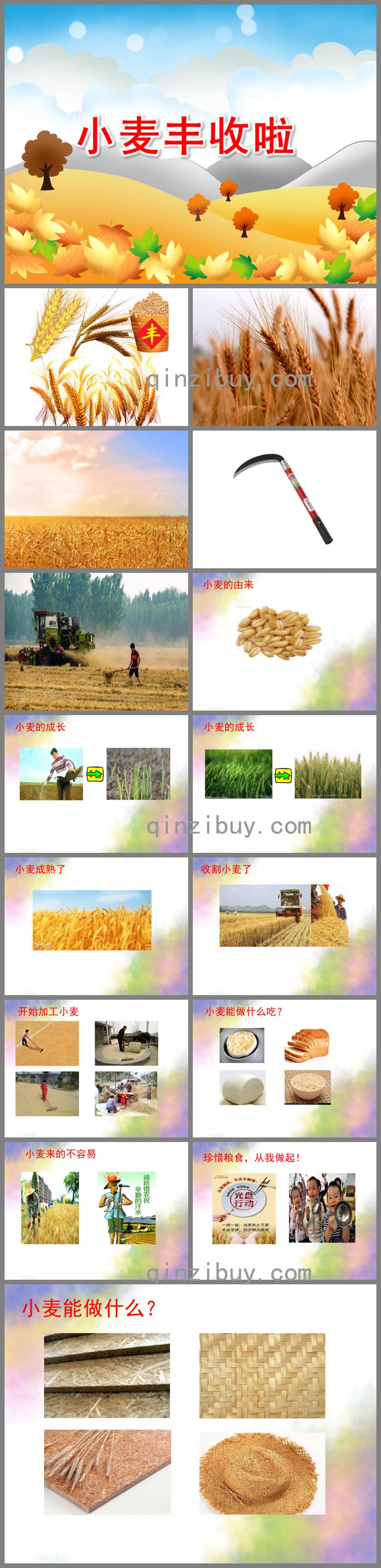 大班社會小麥豐收啦PPT課件