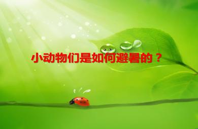 中班科學小動物們是如何避暑的？PPT課件
