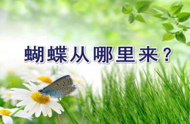 中班科學蝴蝶從哪里來？PPT課件