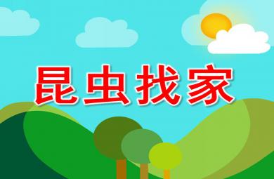 中班數學公開課昆蟲找家PPT課件