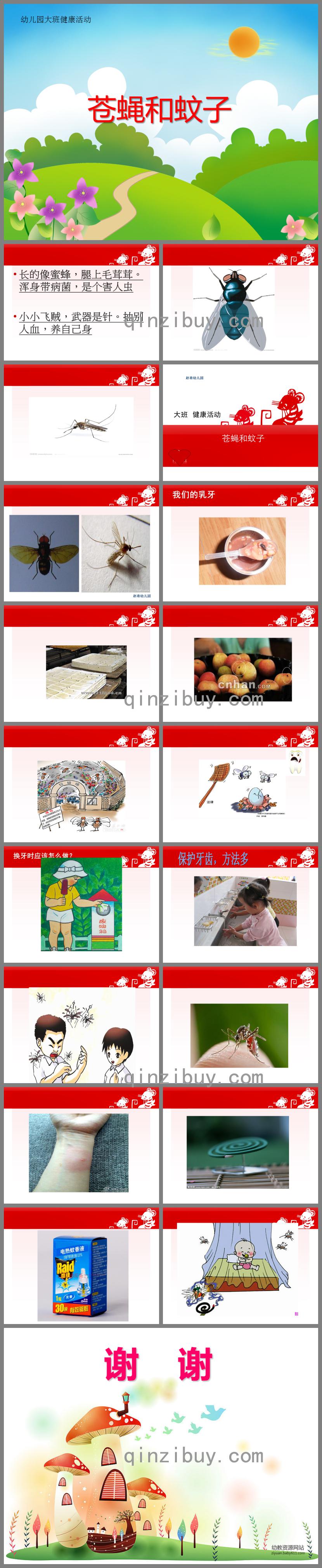 大班健康蒼蠅和蚊子PPT課件
