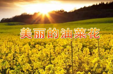中班美術手指點畫美麗的油菜花PPT課件