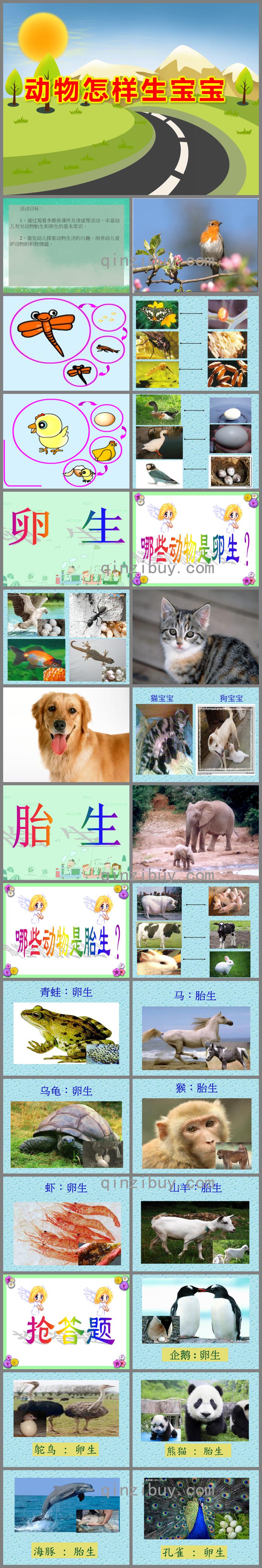 大班科學活動動物怎樣生寶寶PPT課件
