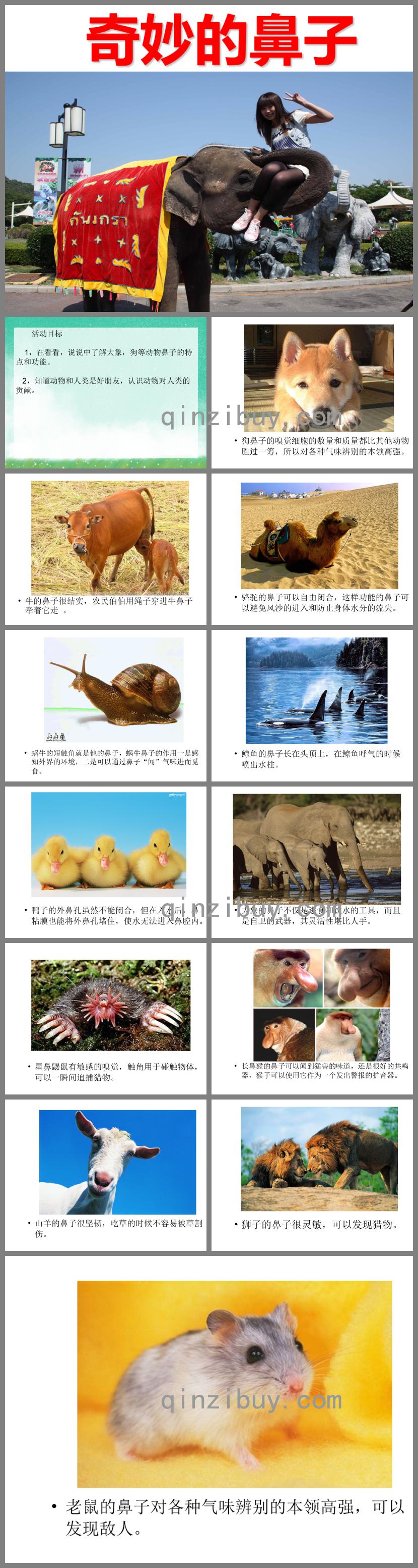 大班綜合活動奇妙的鼻子PPT課件