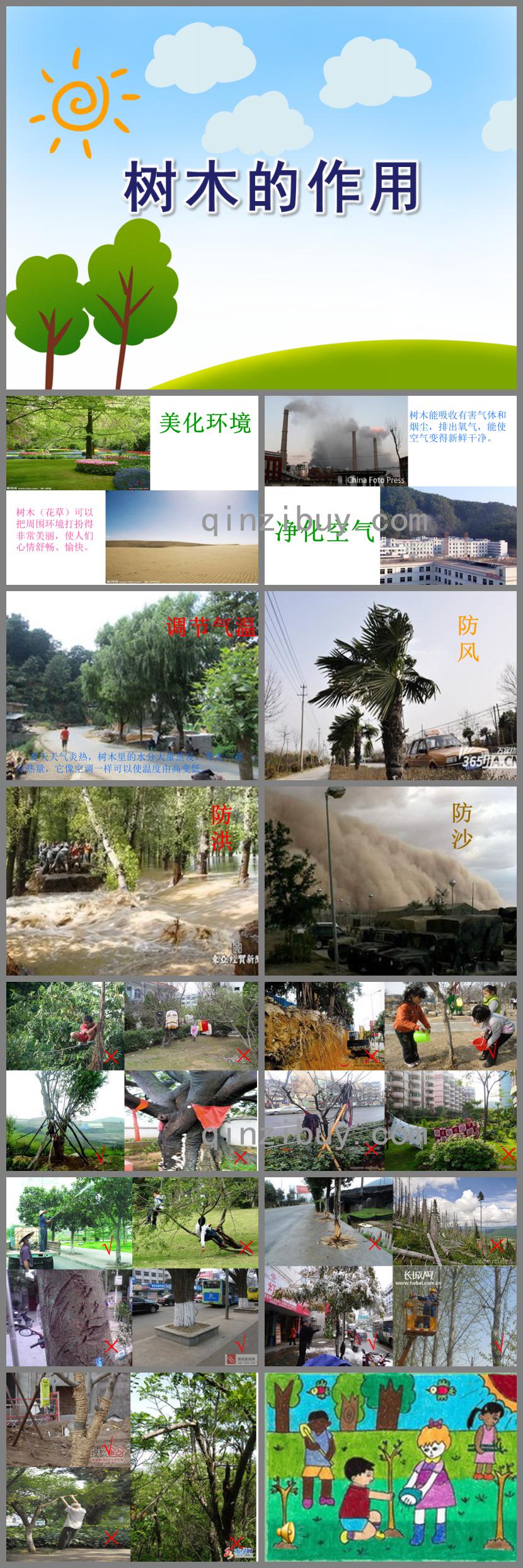 大班社會樹木的作用PPT課件