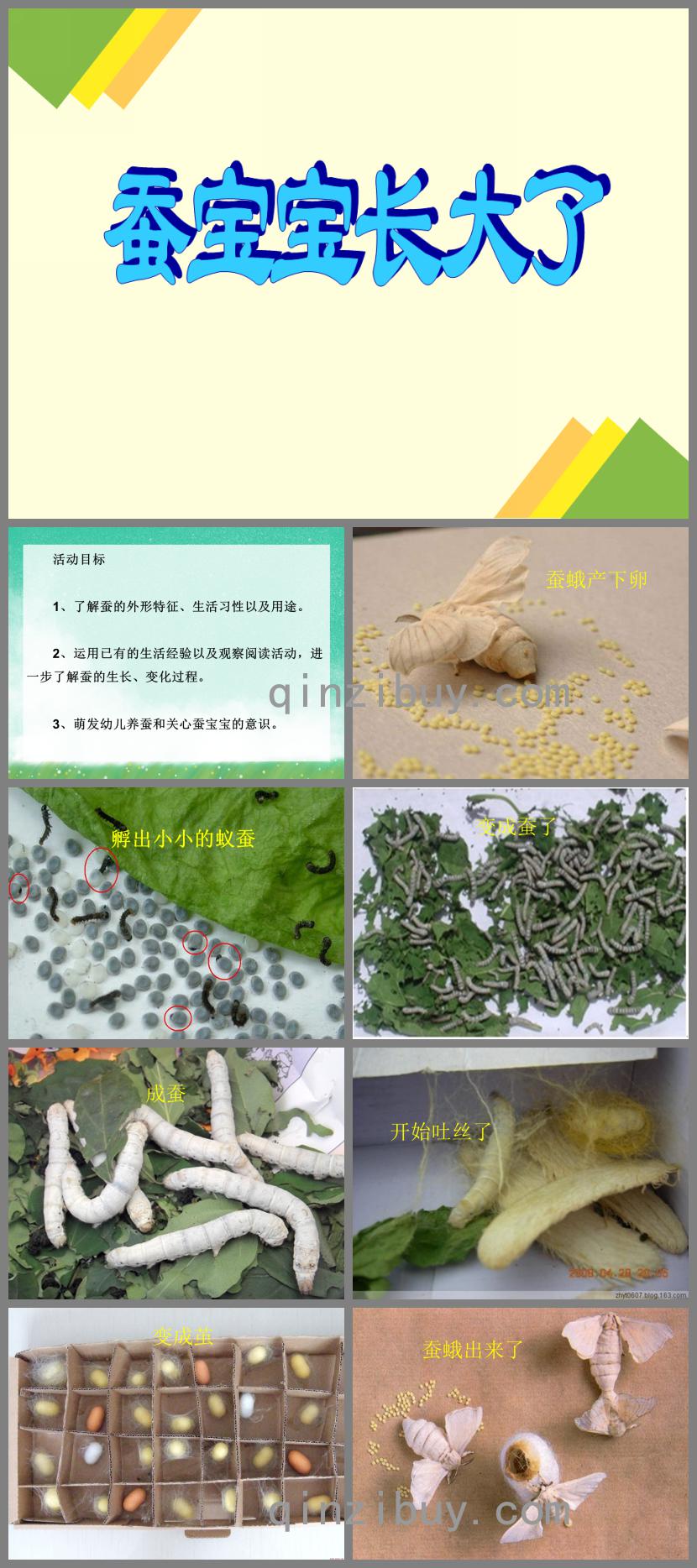 大班科學活動蠶寶寶長大了PPT課件