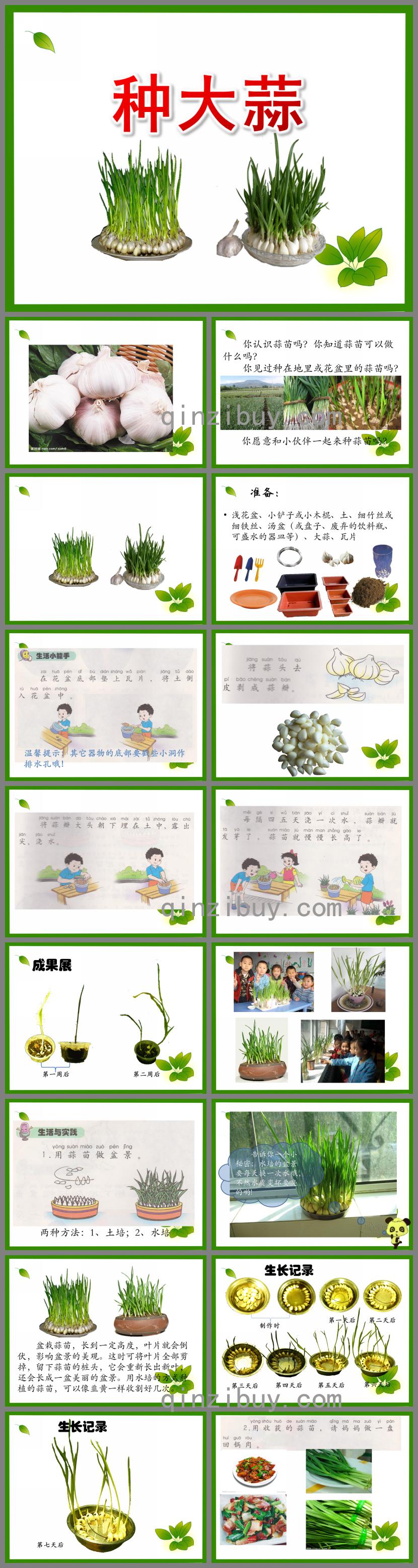 幼兒園活動(dòng)種植大蒜方法PPT課件