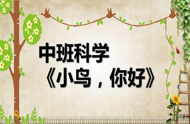 中班科學小鳥，你好PPT課件