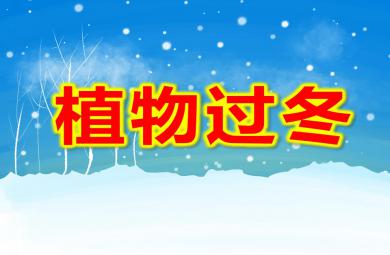 大班科學植物過冬PPT課件